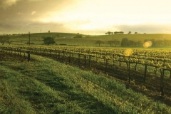 Barossa Valley wine district
